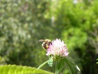 Bild Biene mit Blüte