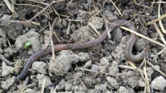 Auf der Erde kriechender Regenwurm