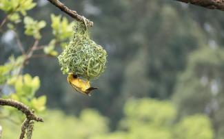 Vogel baut Nest