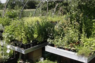 Tische mit Kräuterpflanzen