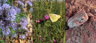 Biene, Schmetterling und Kröte