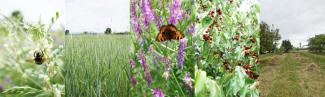 Bienen, Schmetterlinge, Felder