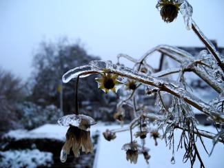 Blumen im Eis