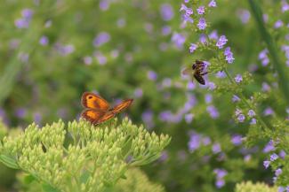 Schmetterling und Biene