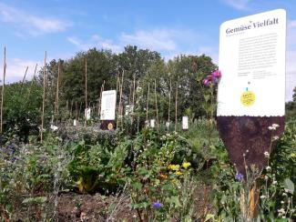 Man blickt auf einen Acker, auf dem Mangold und Bohnen wachsen und viele Blumen blühen. Rechts im Bild ist ein Schild mit der Aufschrift "Gemüse Vielfalt"