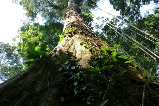 Baum, Amazonas