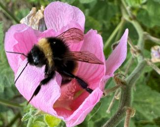 Wildbienen