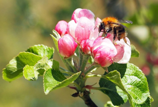 Wildbienen