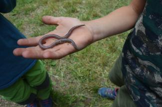 Kriechender Regenwurm auf einer Kinderhand