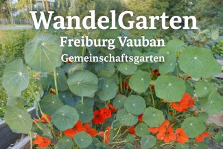 Kapuzinerkresse in voller Blüte