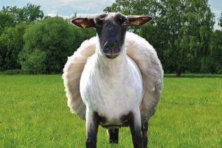 Bild von Schaf Wilma, halb geschoren