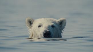 Das Filmbild aus dem Dokumentarfilm „Nuisance Bear“. In einer extremen Nahaufnahme blickt der Kopf eines schwimmenden Eisbären direkt in die Kamera, während sein Körper fast vollständig im ruhigen, blaugrauen Wasser untergetaucht ist. Nur seine Ohren, Augen und die schwarze Schnauze ragen über die Wasseroberfläche, eingebettet in eine minimalistische und kühle Meereskulisse.